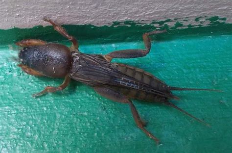 cricket insect philippines.